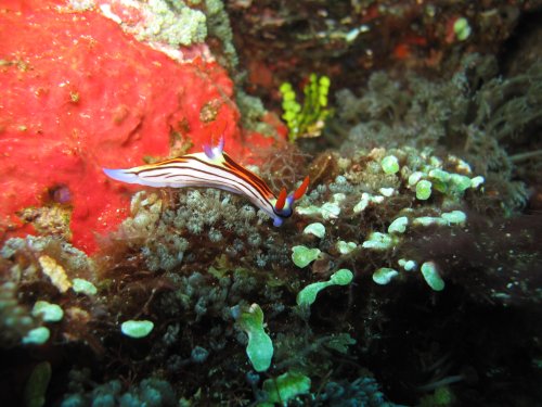 Nembrotha pupureolineata